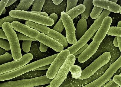 Heterotrophic Bacteria Flashcards .